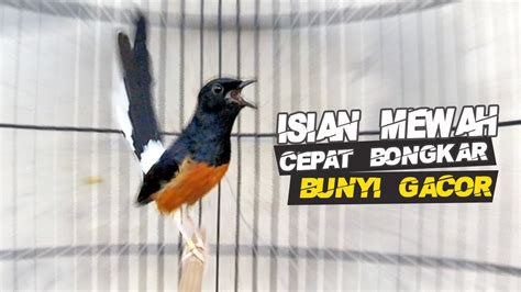 MURAI BATU GANAS TEMBAKAN SUPER MEWAH MEMANCING GACOR WHITE RUMPED