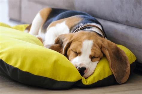 How to Stop Your Dog From Barking at Night [+ Vet Advice]