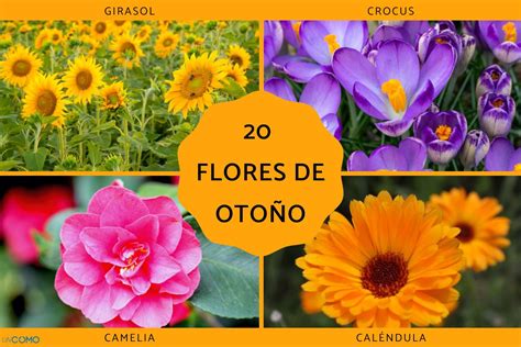 20 flores de otoño - ¡Te explicamos cuáles son las flores más bonitas y ...