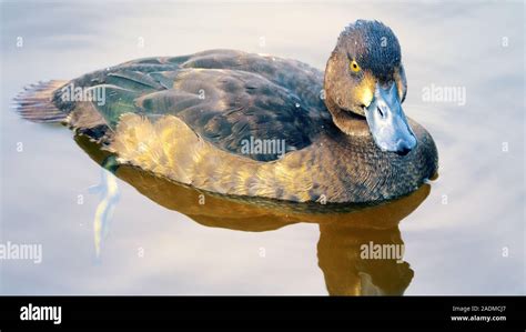 Tufted Duck Aythya Fuligula Female In Nesting Plumage Stock Photo