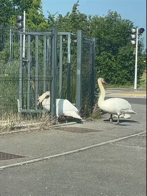 Il Y A Des Cygnes Qui Ne Trompent Pas Commune De Tomblaine