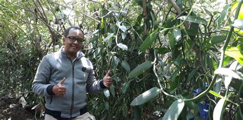 Bernilai Jual Tinggi Petani Salatiga Antusias Tanam Vanilli