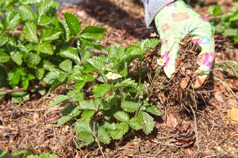 Planter un fraisier ça se fait en automne 4 conseils pour s assurer