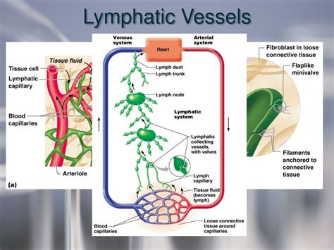 Ppt Lymphatic System And Body Defenses Powerpoint Presentation Free Download Id467763