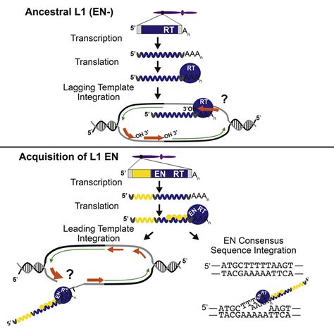 Genome Wide De Novo L1 Retrotransposition Connects Endonuclease