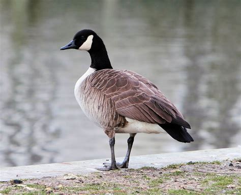 Goose Canadian Nature Free Photo On Pixabay Pixabay