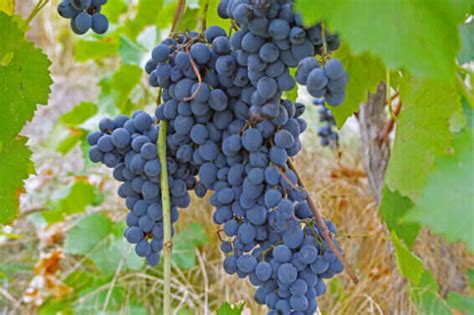 Syrah O Shiraz Un Vitigno Nobile Dalle Origini Misteriose