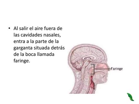 3 Identifica Las Estructuras Del Aparato Respiratorio Y La Funcion De