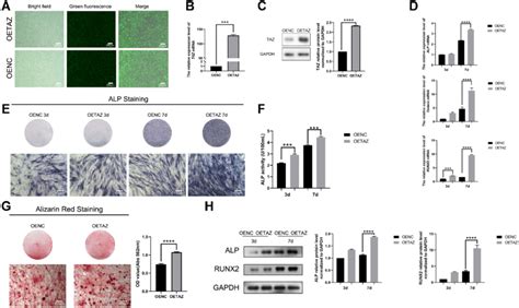 Taz Overexpression Promotes Osteogenesis Of Scaps A C Transfection