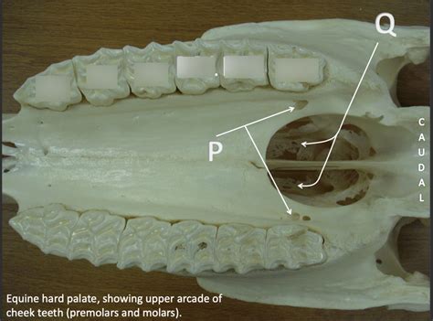 Equine Skull- Equine Hard Palate, showing upper arcade of cheek teeth (premolars and molars ...