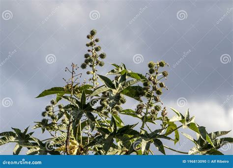 Planta De Frijoles De Castor En Campo Foto De Archivo Imagen De