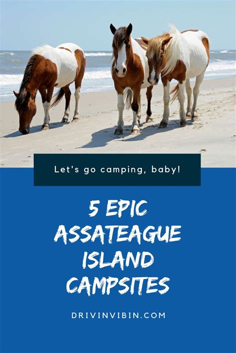 5 Epic Assateague Island Camping Spots | Assateague island national seashore, Camping and hiking ...