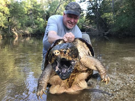 ‘Most impressive’ alligator snapping turtle is still one of Alabama’s ...