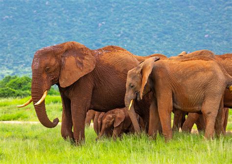 Rare Elephant Twins In A Herd Samburu County Samburu Nat Flickr