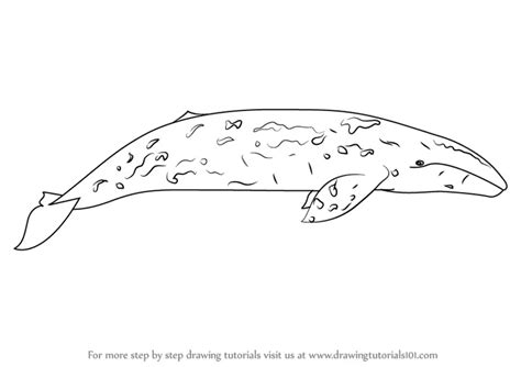 Learn How to Draw a Gray Whale (Marine Mammals) Step by Step : Drawing ...