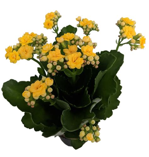 Kalanchoe Guide How To Care For Any Kalanchoe From Coral Bells To