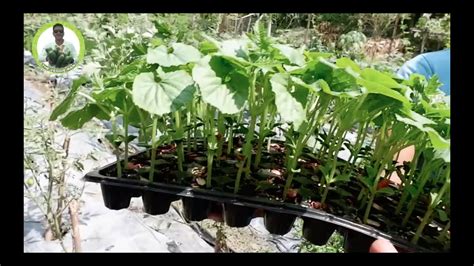 Explore To Use The Ready To Transplant Vegetable Seedling By Argie