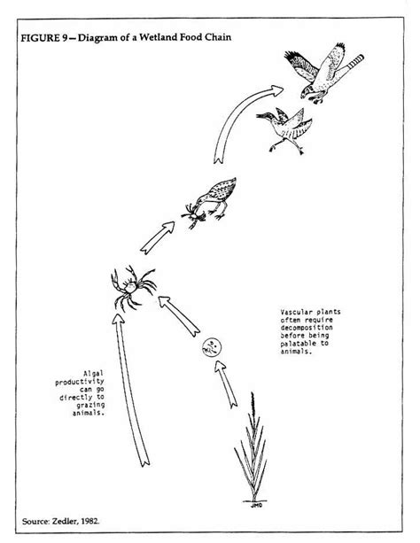 Figure 9 Diagram Of A Wetland Food Chain