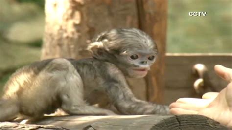 Watch Baby Snub Nosed Monkey At Play Cnn