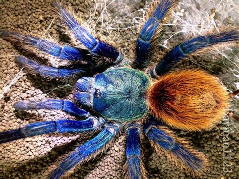 14 best Green Bottle Blue Tarantula Pictures (Chromatopelma ...