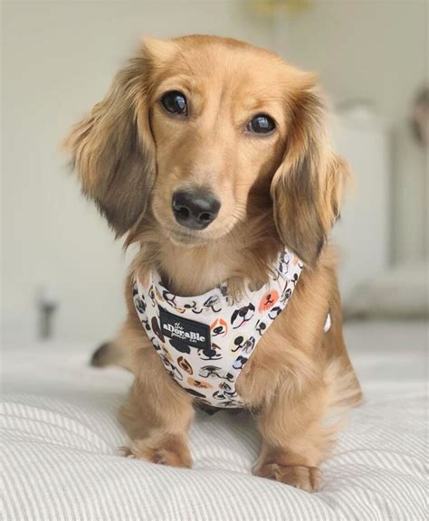 All Dachshund Colors And Patterns Explained With Pictures