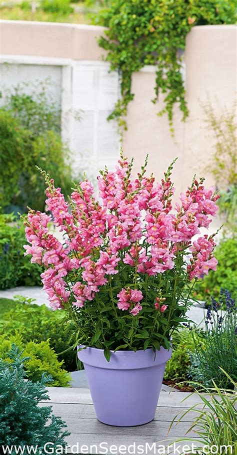 Grote Leeuwenbek The Rose Roze Antirrhinum Majus Zaden Garden