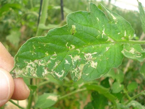 LA SALUD DEL HUERTO La Tuta Del Tomate Andalhuerto