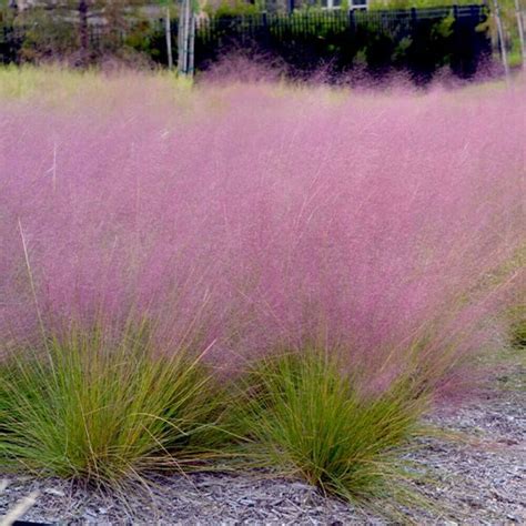 10 Seeds Muhlenbergia Reverchonii Rose Muhly Hardy Ornamental Etsy