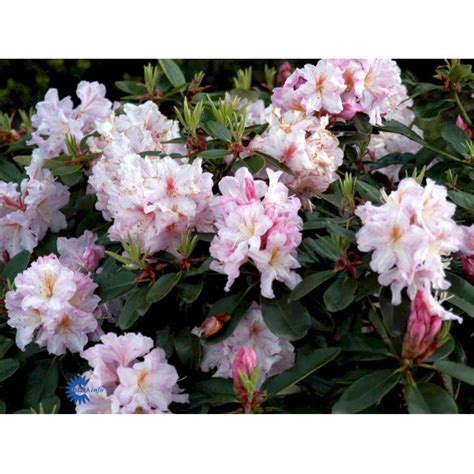 Rhododendron Dagmar Rhododendron Plantetorvet Dk