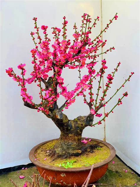 Great Bonsai Plum Tree Of All Time Don T Miss Out Earthysai