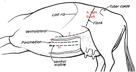 Other Approaches And Species Large Animal Surgery Supplemental Notes