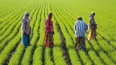 Ecofeminism Women’s Rights Are Nature’s Rights Synergetic Press