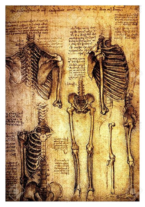 Leonardo Da Vinci Anatomy Drawings Pdf