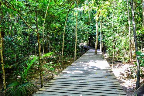 Dia Da Amaz Nia Bioparque Preserva Maior Espa O Urbano De Rea Verde