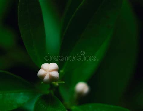 White Fruit of Lemon Aspen Tree in the Rainforest Stock Photo - Image ...