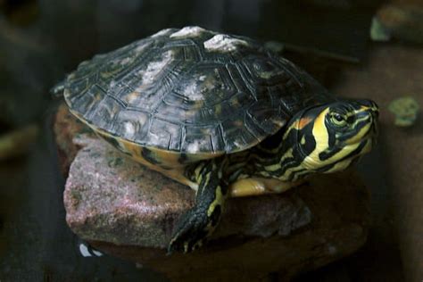 Trachemys Scripta La Tortuga De Orejas Amarillas