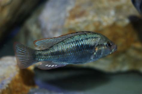 Astatotilapia Calliptera Chisumulu On Behance