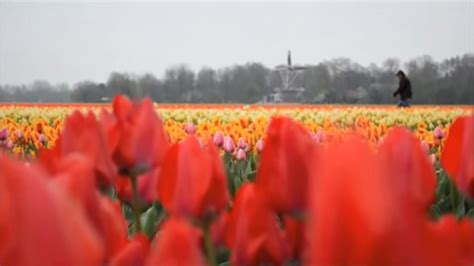 Dutch Windmill Tulips Wallpapers Gallery