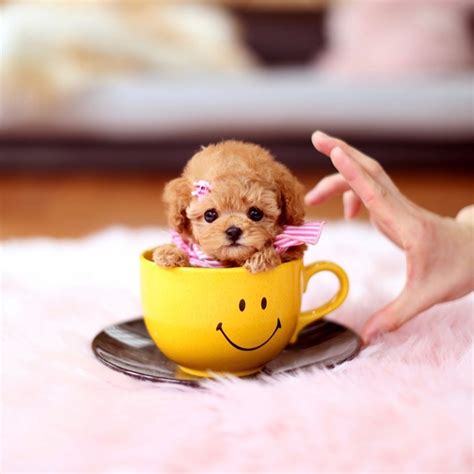 Tea cup Poodle | Teacup Poodles | Toy Poodles For Sale In USA