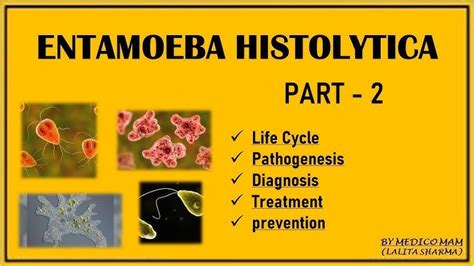 Entamoeba Histolytica Life Cycle Ppt