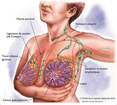 Anatomie Du Sein