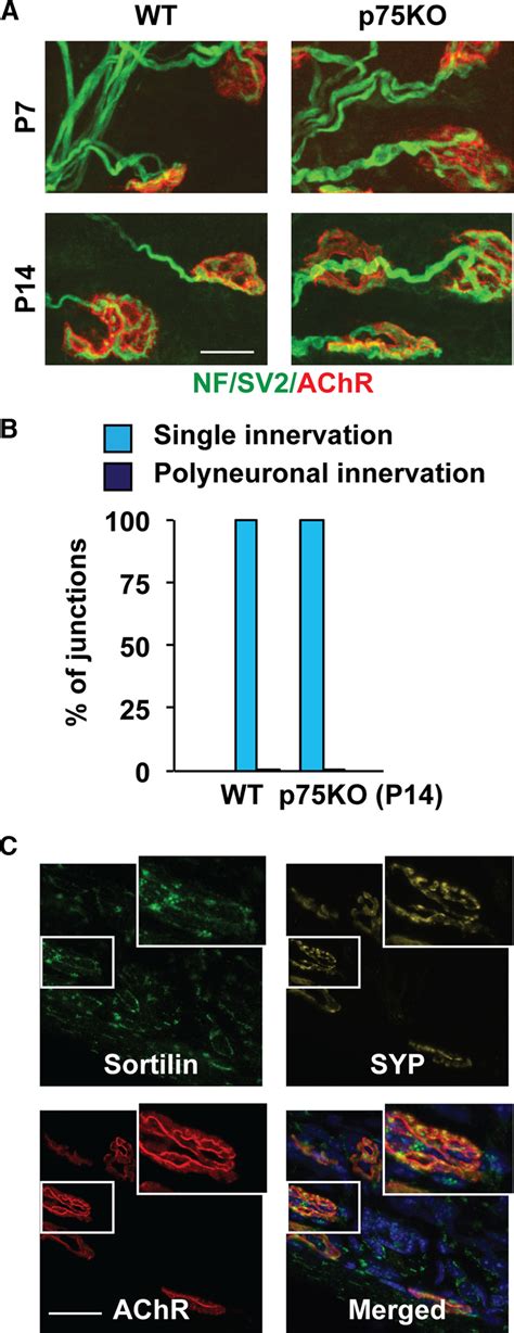 Normal Synapse Elimination In P75 NTR Knock Out Mice And Expression Of