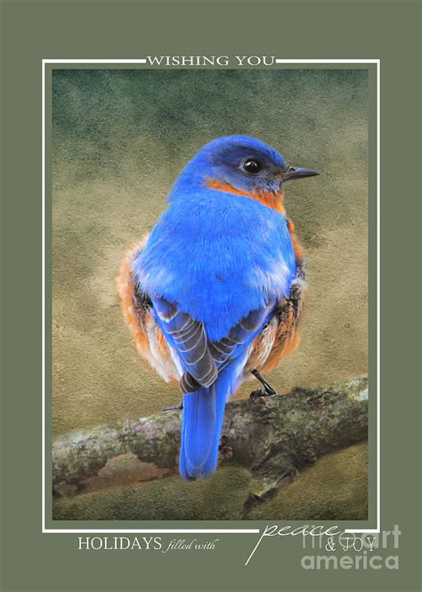 Bluebird Wildlife Christmas Cards Photograph by Jai Johnson - Fine Art ...