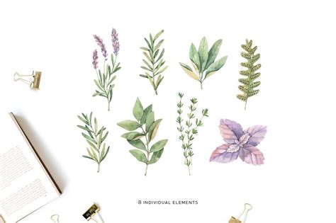 Watercolor Herbs Collection Sage Fern Basil Design Cuts