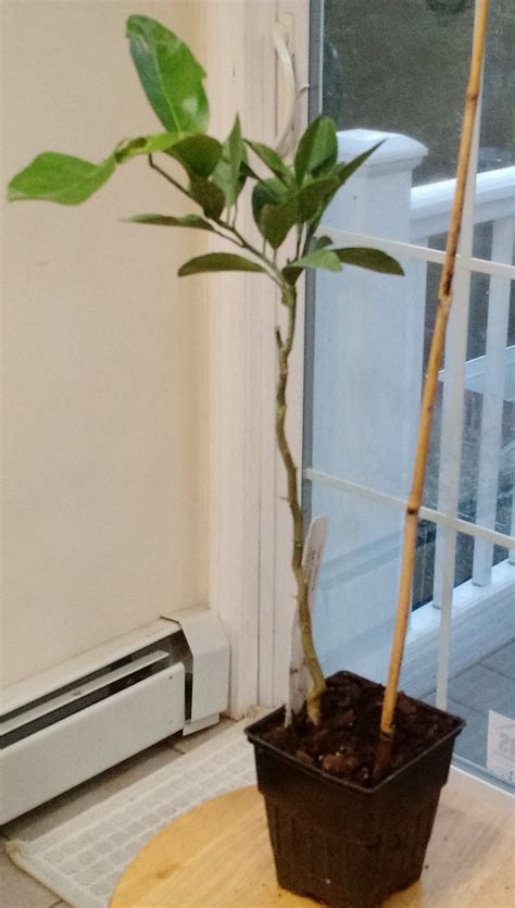 owari satsuma tree 8