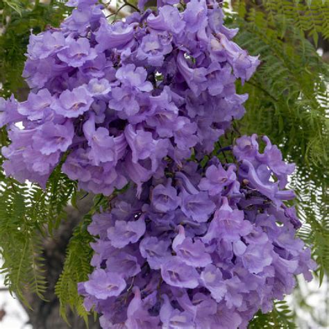 Jacaranda mimosifolia Flamboyant bleu I Pépinière en ligne