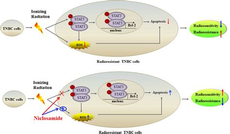 Schematic Of The Mechanisms Contributing To Acquired Radioresistance