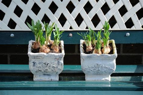 How To Plant Bulbs In Pots