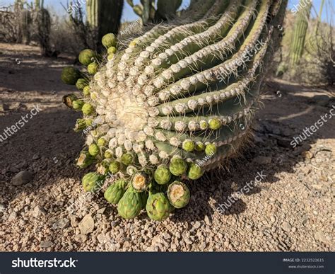 Cactus Dry Sonoran Desert Stock Photo 2232521615 | Shutterstock