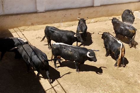 Cinco toros de Benítez Cubero y uno de Pallarés en Cuenca mundotoro